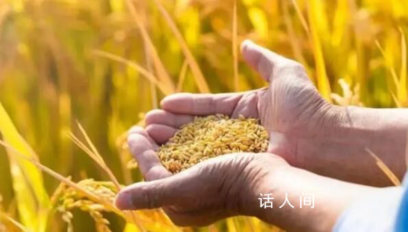 糧食安全向更高層次躍升 從夏收一線看農業強國建設之二