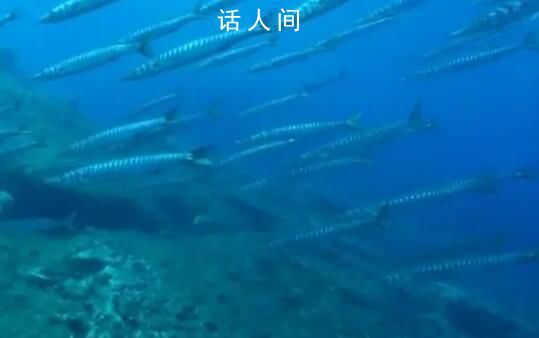 泰國和美國兩地大量魚類死亡 北大西洋洋面溫度創紀錄