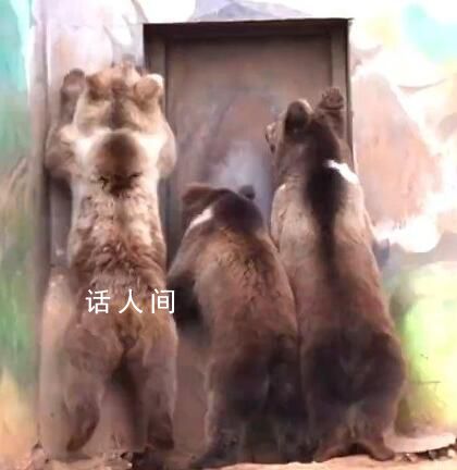 大棕熊“下班”咣咣砸門急得直跳腳 濟南動物園的大棕熊火了