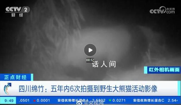 野生大熊貓用屁股蹭了蹭紅外相機 發現紅外相機后先占地盤