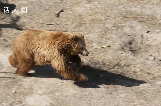 西藏回應縣城中心頻頻熊出沒 引發關注和熱議