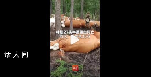內(nèi)蒙古一林場(chǎng)27頭牛被雷擊死亡 當(dāng)晚雷雨加冰雹約損失35萬(wàn)