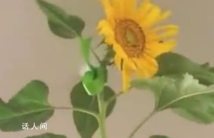 女子花盆里種出2.5米高向日葵 網(wǎng)友：這是房頂?shù)臉O限不是它的極限