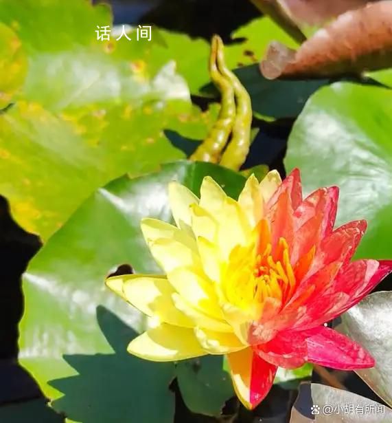 成都一公園開出紅黃對(duì)稱雙色睡蓮 引起了廣泛的關(guān)注和熱議