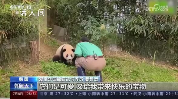 旅韓大熊貓愛寶有新寶寶啦 飼養(yǎng)員為愛寶開啟晝夜陪護(hù)模式