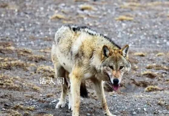 女子無人區遇乞食狼下車投喂 網友紛紛表示無法理解