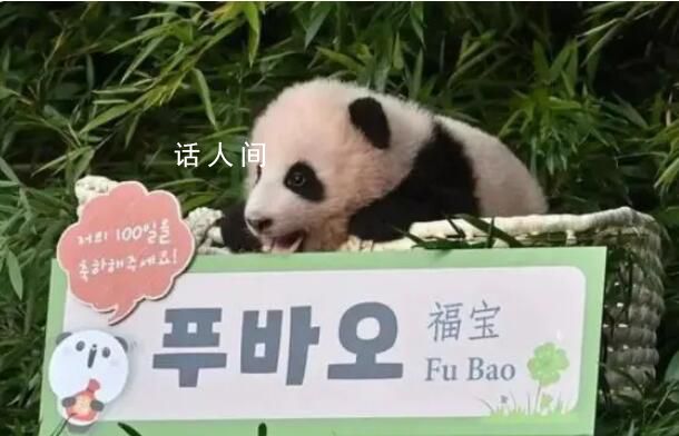 上萬韓國人競聘和大熊貓相關崗位 最終每4540人中只有1人能競聘上崗