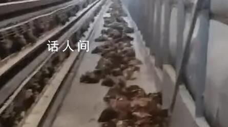 高溫天斷電 雞籠成蒸籠熱死4000只雞