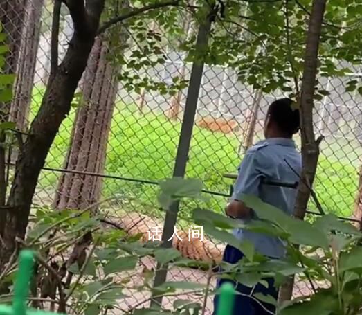 長春一虎園兩東北虎相爭一虎被咬死 咬死同伴的老虎已被單獨隔離