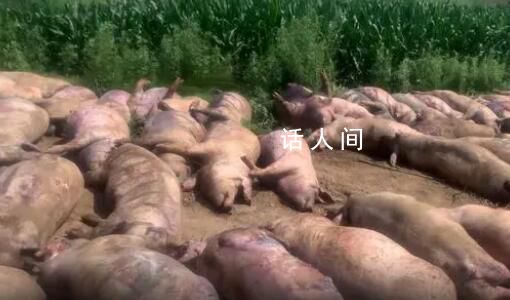 豬場因斷電死亡462頭豬損失近百萬 夜間突發斷電超過5個小時