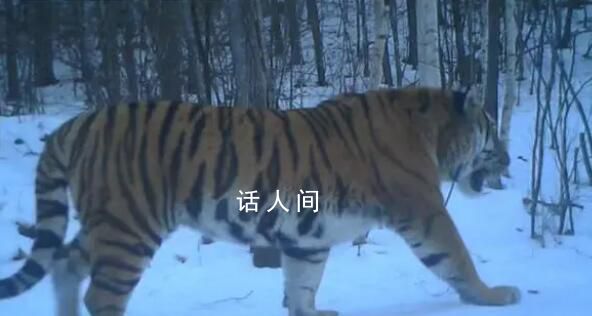 東北虎“完達山一號”再次出現了