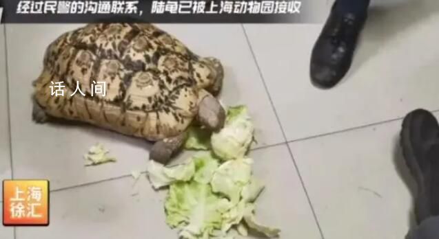 小區(qū)驚現(xiàn)40厘米陸龜散步 屬于國(guó)際野生動(dòng)植物貿(mào)易公約附錄二的物種