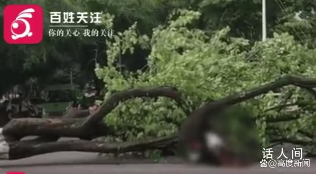 廣西大學大樹傾倒教師疑被砸身亡 學校正在處理
