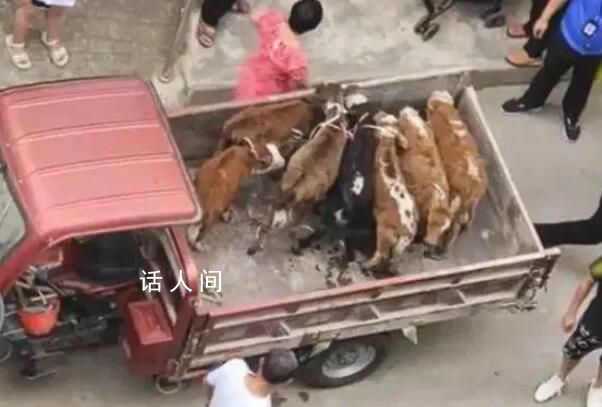 居民在5樓陽臺養(yǎng)7頭牛被投訴 并非寵物很招蚊蠅