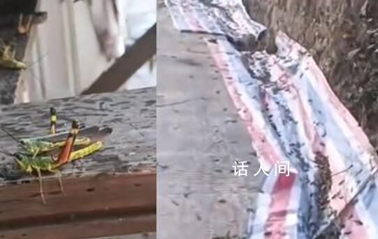 湖南桃江遭遇近十年最嚴重蝗災 大部分受災區域已得到緩解