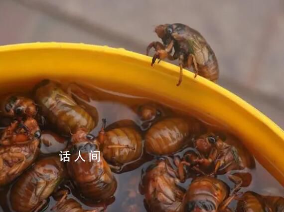 抓知了賣260元一斤10天賺萬元 有網(wǎng)友評論稱太貴