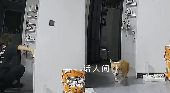 女子看監(jiān)控發(fā)現(xiàn)男友虐狗果斷分手 出門不到10分鐘愛犬被連踹數(shù)腳