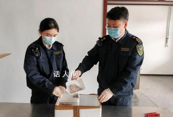 海關(guān)查獲10只活體巨人蜈蚣 這是世界上體型最大的蜈蚣