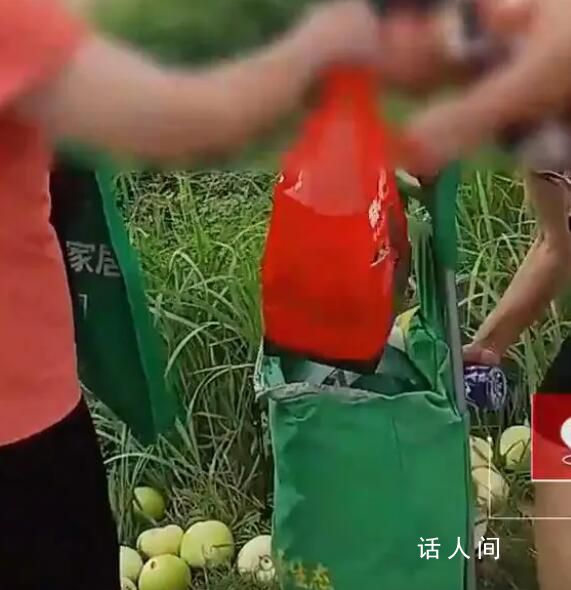 男子百余畝香瓜遭村民晝夜組團(tuán)偷走 引發(fā)了他的憤怒和無奈