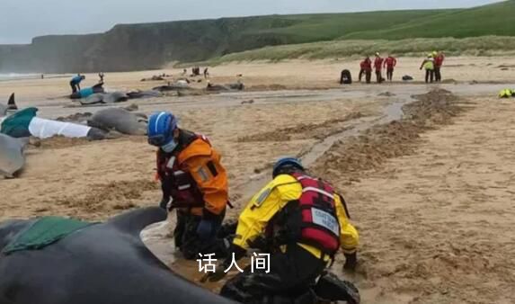 超50頭鯨魚在蘇格蘭海灘擱淺 救援人員試圖將幸存的鯨魚重新推回大海