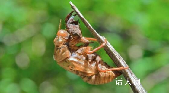 任意抓知了破壞生態?專家:不會