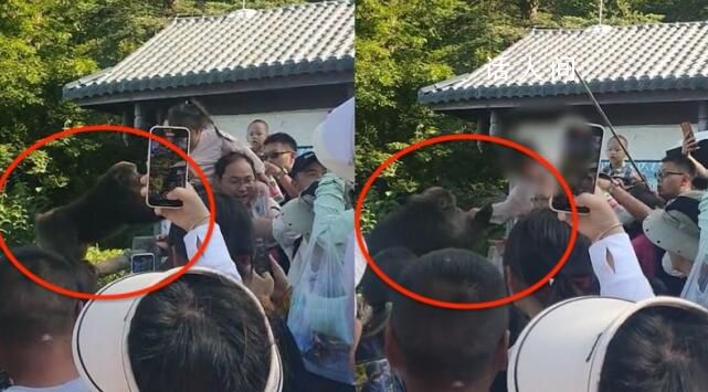 女童被峨眉山猴子撕拽搶奪食物 現場游客驚呼大叫