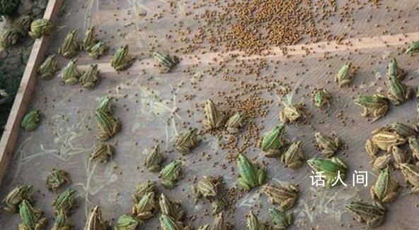 93萬(wàn)尾蛙苗被鎮(zhèn)政府消殺 養(yǎng)殖戶喊冤