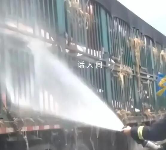 白豬中暑變粉豬119及時解救 五車小豬高速路上接連中暑