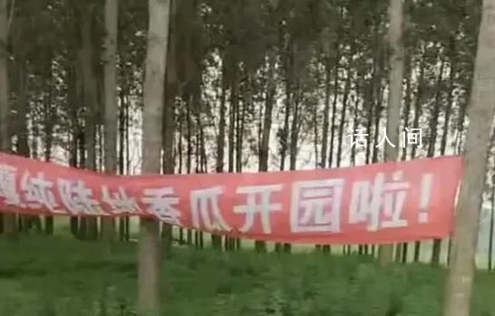 疑城管拔掉瓜田橫幅:種地不能打廣告