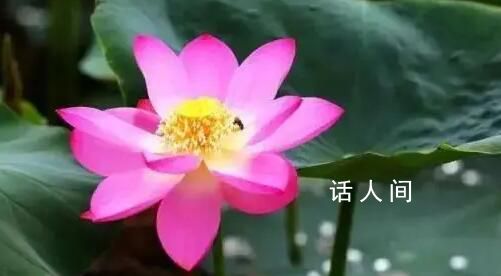 圓明園幸存的古蓮開花了 引發關注