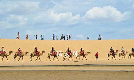 文旅局回應敦煌駱駝體力不支 景區近年并沒有發生過駱駝累死事件