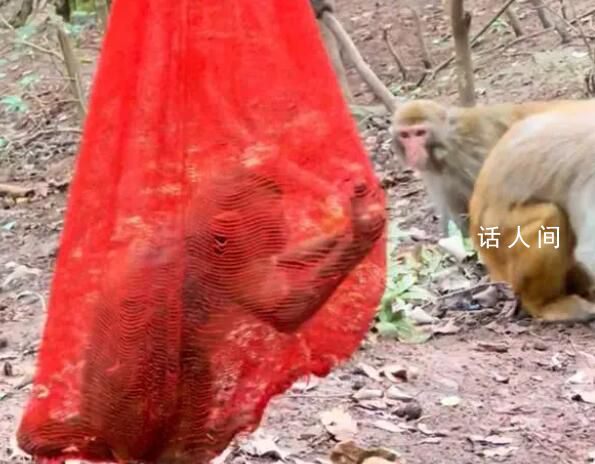 黔靈山公園獼猴被裝袋掛樹上 引起廣泛關注和憤慨