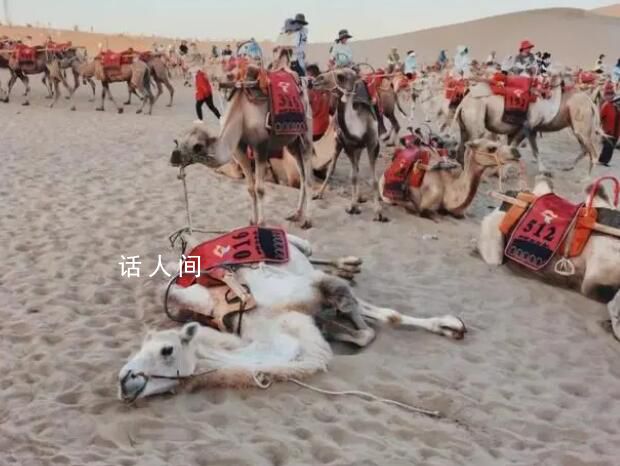 業內:農戶拉兩年駱駝能賺1套房