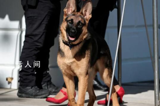 曝拜登養(yǎng)的狗咬傷多人 至少卷入10起咬人事件