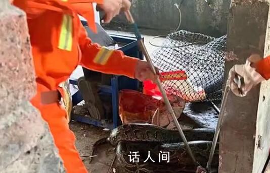 巨蟒闖入狗舍生吞一只30斤狗 這條蟒蛇體長約2.6米重達(dá)60斤