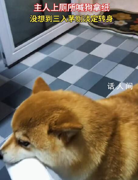 狗狗幫主人拿紙3入茅廁淡定轉身 網友：主打一個欲擒故縱