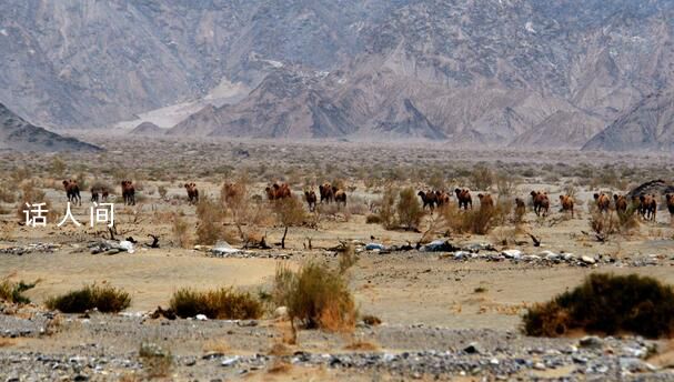羅布泊無人區究竟有多危險?自駕進入羅布泊4人均已遇難
