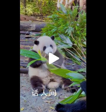 花花洗澡全國人民都知道了 白到發光的花花更可愛了