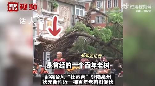 泉州百年老榕樹被連根拔起 周圍已拉起警戒線