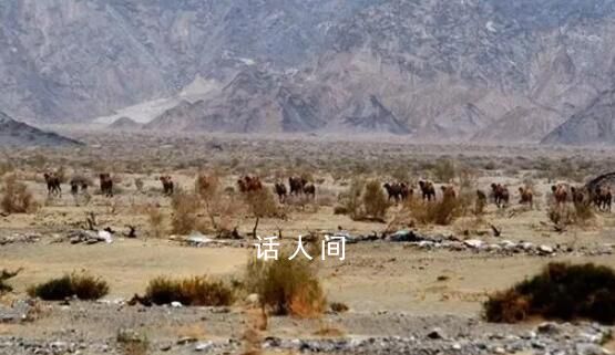 人民網(wǎng)評羅布泊4人遇難:誰組織的