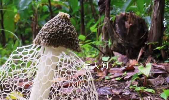 男子采菌子被截胡 狗:你不采我踩了