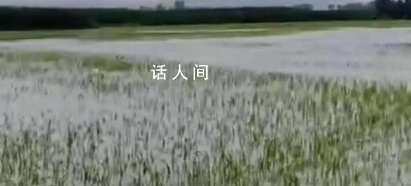 五常大米產地被淹 農戶哽咽:全完了