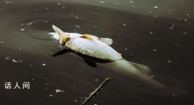 洪水侵襲涿州 一養殖場80萬斤魚死亡