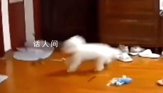 地震來(lái)臨時(shí)小狗被震到摔跤 滿臉不可思議