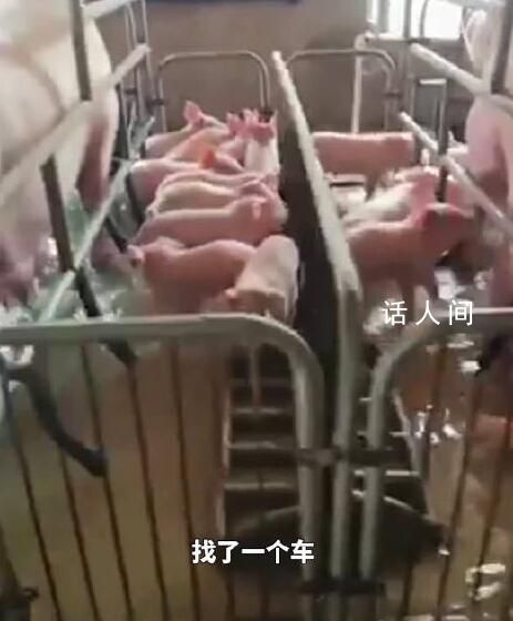 養豬場5000頭豬被洪水圍困 救援船無法進入