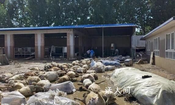 被洪水淹死的幾百只羊有了歸宿 將無害化處理