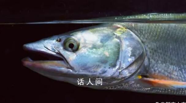 男子游泳時徒手抓到1米多大魚 鳡魚性情兇猛游動迅速