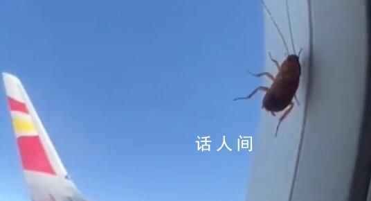 女子坐飛機看到蟑螂趴在窗外 網友稱：果然是小強