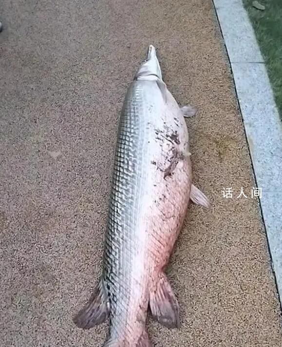 廣州白云湖公園時隔4年再現鱷雀鱔 這條鱷雀鱔體長超過1米