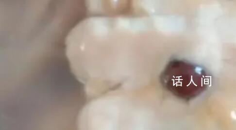 女子稱買28元河蚌疑發現紅色孔克珠 孔克珠有收藏價值嗎